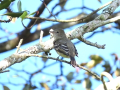Elaenia chiriquensis