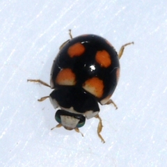 Brachiacantha ursina