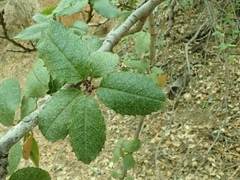 Rhamnus ilicifolia