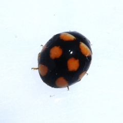Brachiacantha ursina