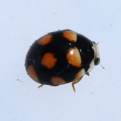 Brachiacantha ursina