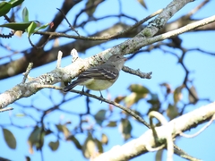 Elaenia chiriquensis