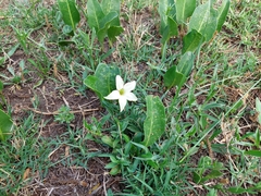 Jaborosa integrifolia
