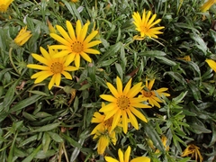 Gazania rigens