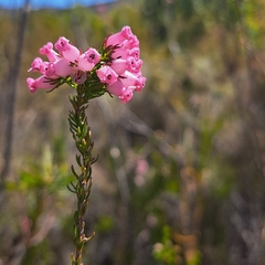 Erica daphniflora
