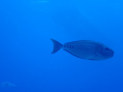 Prionurus microlepidotus