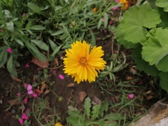 Coreopsis grandiflora