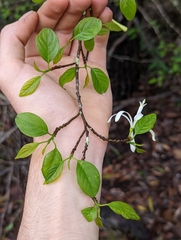 Turraea pubescens
