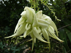 Clianthus puniceus