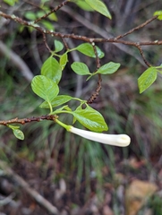 Turraea pubescens