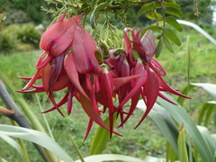 Clianthus puniceus