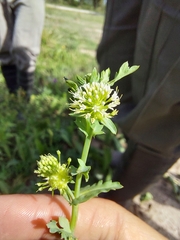 Acicarpha tribuloides
