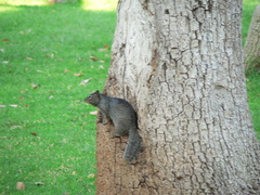 Otospermophilus variegatus