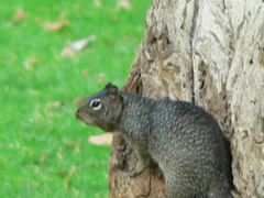 Otospermophilus variegatus