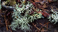 Hypogymnia imshaugii