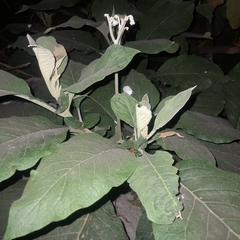 Solanum riparium