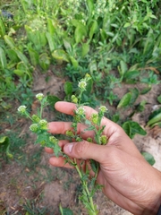 Acicarpha tribuloides