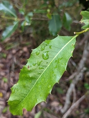 Denhamia bilocularis