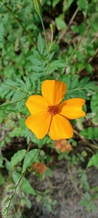 Tagetes tenuifolia