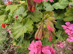 Pelargonium