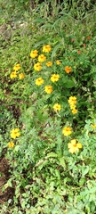 Tagetes tenuifolia