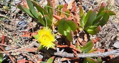 Carpobrotus edulis parviflorus