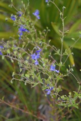 Trichostema suffrutescens