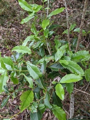 Denhamia bilocularis