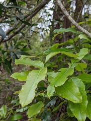 Denhamia bilocularis