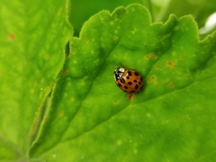 Harmonia axyridis