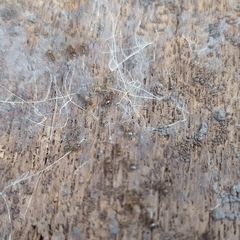 Formicidae