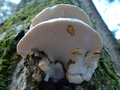 Pseudospongipellis unicolor