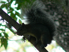 Sciurus oculatus