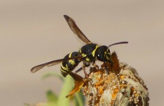 Ancistrocerus bustamente