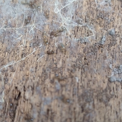 Formicidae