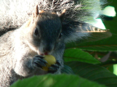 Sciurus oculatus
