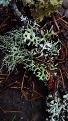 Hypogymnia imshaugii
