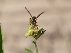 Ancistrocerus bustamente