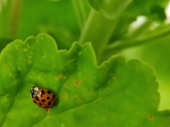 Harmonia axyridis