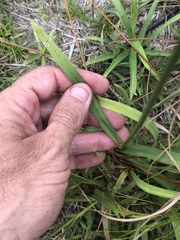 Rhynchospora ciliaris