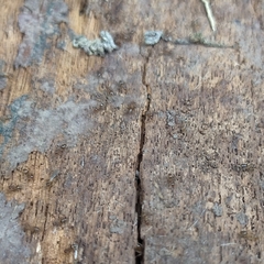 Formicidae