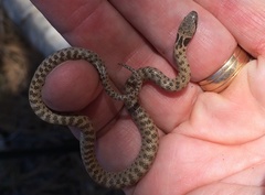 Hypsiglena ochrorhynchus klauberi