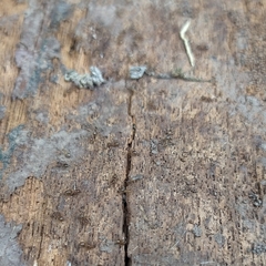 Formicidae