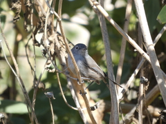 Polioptila californica