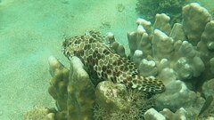 Epinephelus quoyanus