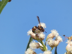 Euodynerus hidalgo hidalgo