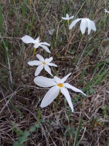 Image of Narcissus serotinus by (c) Santiago Martín-Bravo, some rights reserved (CC BY)