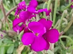 Matthiola incana