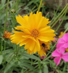 Coreopsis