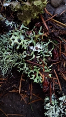Hypogymnia imshaugii